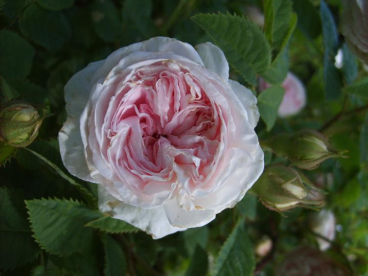 Felicite Parmentier 7.JPG - FÉLICITÉ PARMENTIER (Parmentier före 1836).
Ännu en underbar ’apotekarros’ (Parmentier var belgisk apotekare occh rosexpert). En välformad buske med blommor som har täta, välpackade kronblad, ljuvt rosa senare crémevitt, skålformade senare klotformade. Doftar äpple och persilja. Felicité betyder ’lycka’ på franska. Storlek: 1.5x1.2m. Zon V.